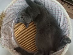 -萌兽医馆·犬猫专科·眼科中心·宠物医院(朝阳门分院)