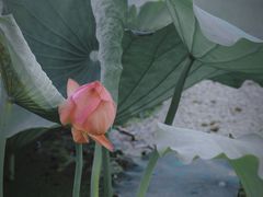 -月湖风景区