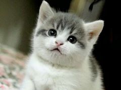 iphone_upload_pic-Bastet sally猫舍购宠(静安店)