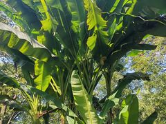 -杭州植物园