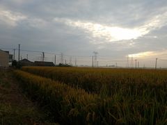 -上海都市菜园