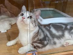 -叮叮猫咪生活馆