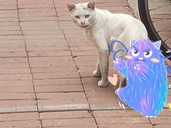 -瑞派天宁宠物医院·猫科·异宠中心