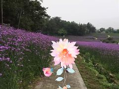 -大塘金香草谷