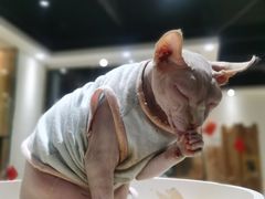 -藏猫猫咖啡主题馆(中央大道店)