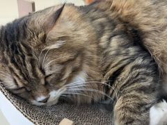 -宠福鑫动物医院(城北分院)