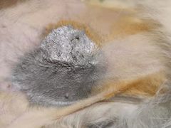 -萌兽医馆·犬猫专科·眼科中心·宠物医院(朝阳门分院)