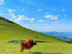 -大姆山草场