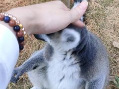 -灵玲国际马戏城