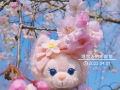 -顾村公园