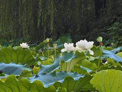 -济南大明湖景区