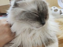 -猫和宫(六道口店)