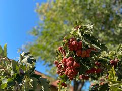 -意大利农场度假村