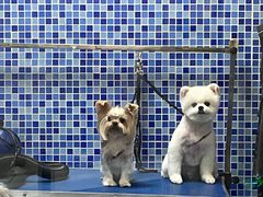 -瑞鹏宠物医院犬猫全科(真大分院)