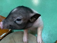 -藦茜花园宠物主题亲子互动体验馆(国顺东路店)