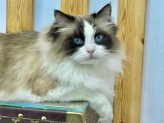 -青奢宠物·青奢猫舍