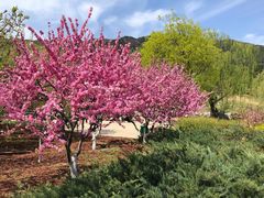 -北京西山国家森林公园