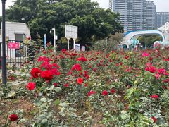 -玫瑰海岸文化旅游度假区