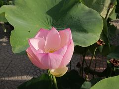 -莲花池公园