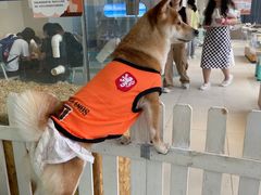 -怪兽屋·羊驼·猫咖·狗咖(俊华广场店)