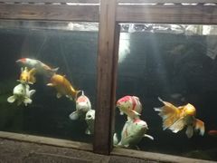 -阿兰白家宴