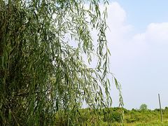 -南湖湿地公园