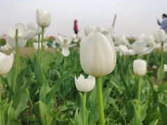 -径山花海