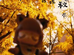 -三里屯东五街银杏大道