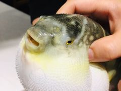 -肆月河豚·新淮扬(金融街店)