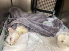-美联众合动物医院·24h京西诊疗中心