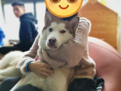 -Husky Go! 哈士奇体验馆·宠物咖啡厅狗咖