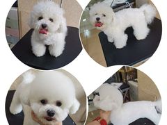 -优缇多格专业宠物美容师培训学校