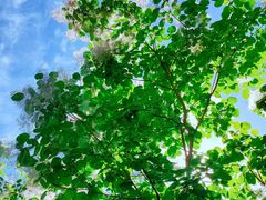 -大兴滨河森林公园