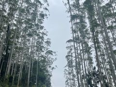 -黄埔油麻山森林公园