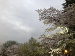 -武汉大学-樱园