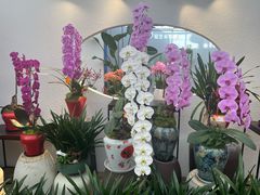 -荷兰花海