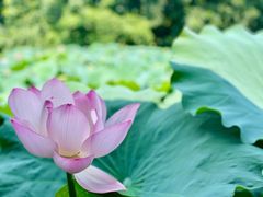 仅剩的几朵荷花-莫催咖啡