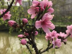 -南汇桃花村