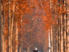 -黄海国家森林公园