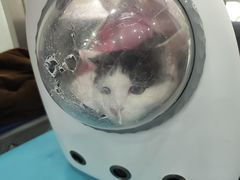 -四月宠物医院·猫专科·心脏专科·内科(转塘店)