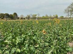 -长兴太湖图影湿地文化园