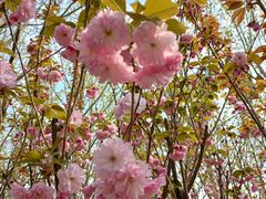 -桃花堤公园