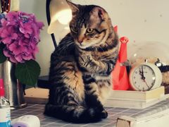 -海边的猫和咖啡馆