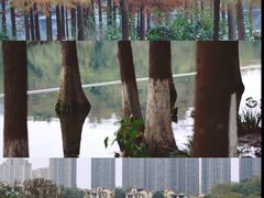 -重庆彩云湖湿地公园