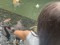 -海南槟榔谷黎苗文化旅游区