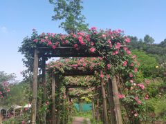 -玫瑰庄园·自助烧烤·烤全羊·团建拓展(龙泉山店)