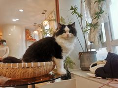 -共舞时光猫咖·狗咖(新街口店)