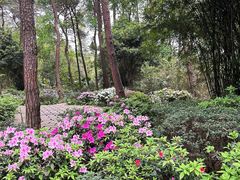 -铁山坪森林公园