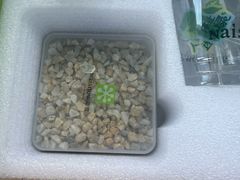 -奈雪的茶(汇一城pure店)