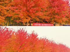 -八大关景区
